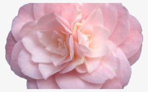Tumblr Pink Flower Rosegold Aesthetic Rose Freetoedit - Pink Flowers Tumblr Transparent