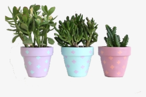 Cactus Pots🌵✨ - Flowers In Pots Png