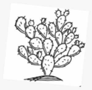 Doodle Cactus - Cactus