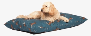 Luxury Dog Beds Uk - Cockapoo On A Bed