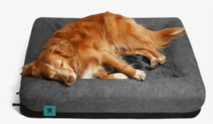 Dog - Zee Dog Bed