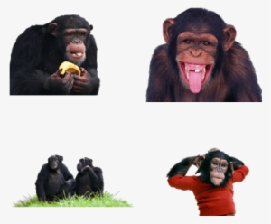 Life Cycle Of A Chimpanzee Real