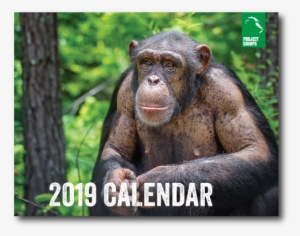 Project Chimps 2019 Calendar - Common Chimpanzee