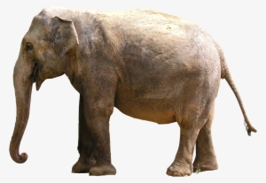 Gray Elephant Standing Png Image