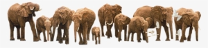 Elephants - Simon Combes - Heavy Drinkers Giclee On Canvas