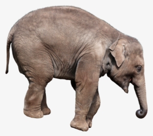 Download - Elephant Playing Png