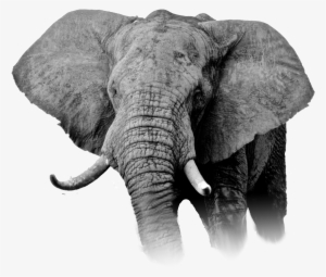 gmfer 2016 marching banners in a zip file - kush