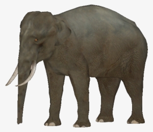 Bornean Pygmy Elephant - Borneo Pygmy Elephant Png