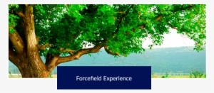 » Forcefield Experience - Да Благословит Тебя Бог