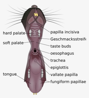 Open - Mouse Tongue Anatomy