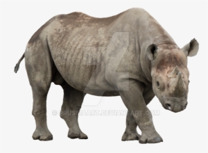 Rhino Png Image - Rhino With No Background
