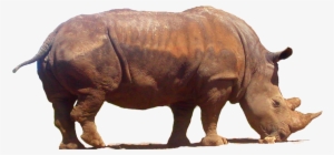 Rhinoceros Png Clipart - Clip Art