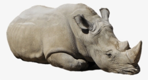 Rhinoceros Transparent