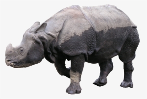 Rhinoceros Png - Portable Network Graphics