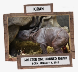 greater one-horned rhino born - toronto zoo baby rhino