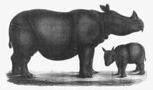 Temminck-1839 - History