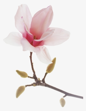 Japanese Drawing Magnolia - Chinese Magnolia