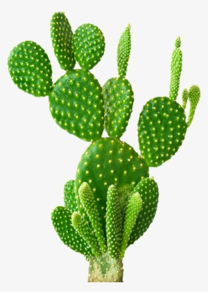 Cactus Png