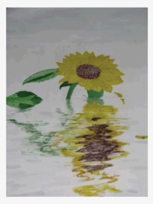 Sun-flower Reflection - Gerbera