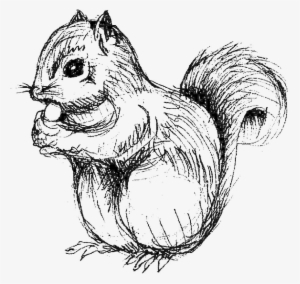 Royalty Free Collection Of Free Chipmunk Download On - Squirrel Drawing Transparent