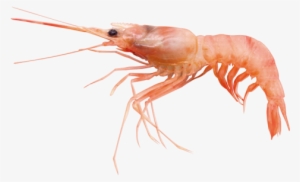 prawn - caridean shrimp
