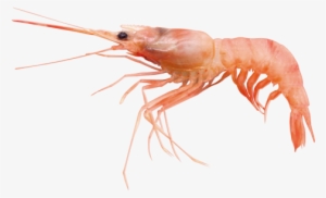 Prawn - Caridean Shrimp Transparent PNG - 866x650 - Free Download on ...