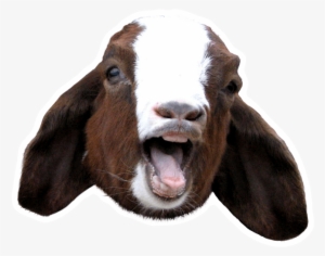 Goat Scream - - Sound Goat