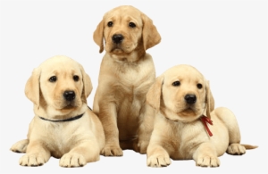 Labrador Png Photo - Natural Health And Nutrition For Dogs