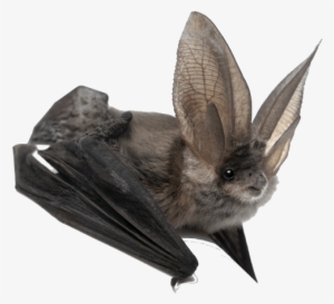Bat Large Ears - Amazing Animals: Bats [book]