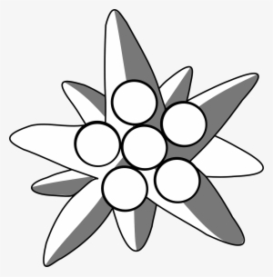 Picture Royalty Free Edelweiss Drawing Alpine Flower - Edelweiss