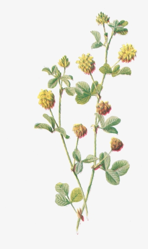 Digital Botanical Vintage Flower Clip Art Of - Antique Print Of Color C1883 Hop Trefoil Wild Flower