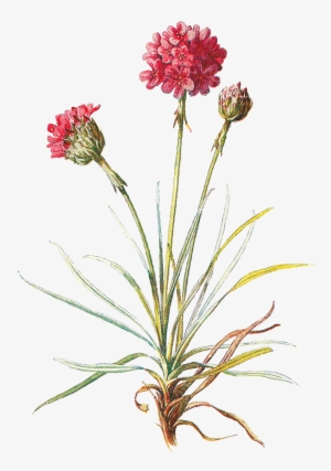 Wildflowers PNG & Download Transparent Wildflowers PNG Images for Free -  NicePNG