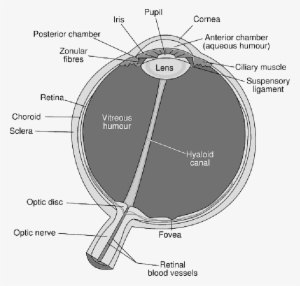Mb Image/png - Diagram Of The Eye