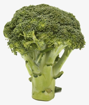 Broccoli Png Transparent Image - Broccoli Transparent