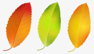 Three Fall Leaves Png Image Gallery Yopriceville - Fall Leaves Clipart