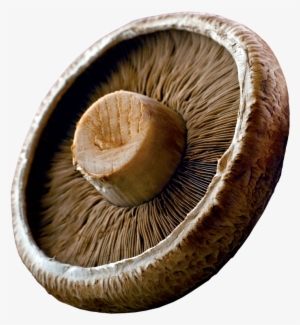 Portabellas Are Large Mushrooms With A Meat-like Texture