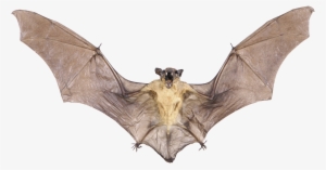 Real Bat Png Image With Transparent Background - Real Bat Png