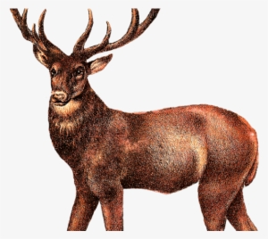 Deer Png Transparent Images - Illustrations Of Animal Png