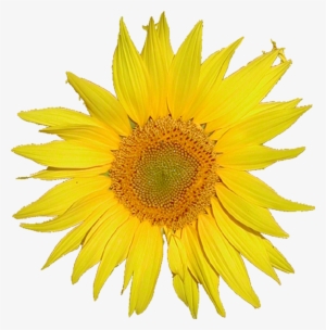 Mediawiki Logo, 3x From Tournesol Sunflower - Yellow Flower No Background