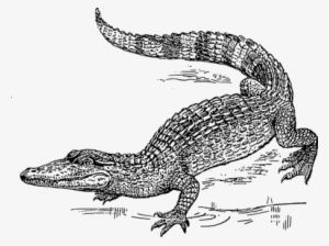 Nile Crocodile Reptile Drawing Black And White - Crocodile Black And White Drawing