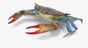 Crab Png Transparent Image - Portable Network Graphics