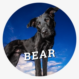Home-bear