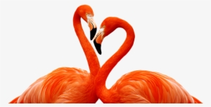 Flamingo, Bird, Love, Heart, Wildlife - Фламинго Обои На Телефон