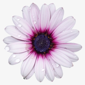 Freetoedit Png Flower With A Transparent Background - Flowers With Transparent Background