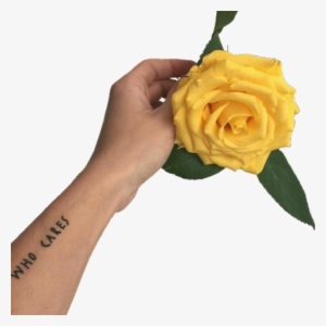 Yellow Rose In Hand