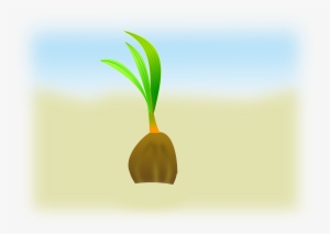 Coconut Sapling Seedling - การ เจริญ เติบโต มะพร้าว