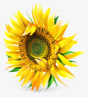 Sunflower Png Free Download - Different Types Of Cooking Oil