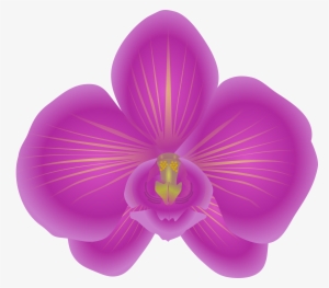Free - Orchid Clip Art