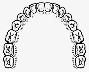 Teeth Png