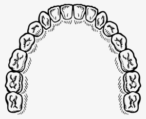 Teeth Png